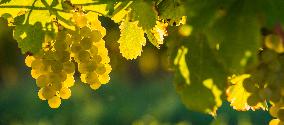 Illustration - Vin Gironde