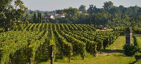 Illustration - Vin Gironde