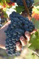 Illustration - Vin Gironde