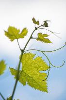 Illustration - Vin Gironde
