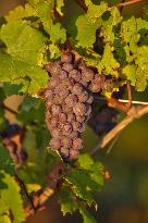 Illustration - Vin Alsace