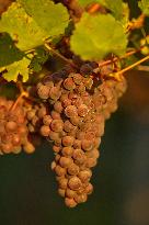 Illustration - Vin Alsace