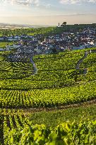 Illustration - Vin Alsace