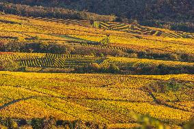 Illustration - Vin Alsace