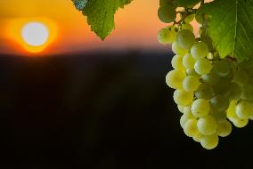 Illustration - Vin Gironde