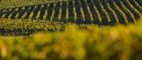 Illustration - Vin Gironde