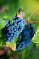 Illustration - Vin Gironde