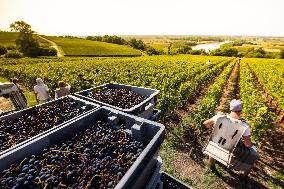 Illustration - Vin Gironde