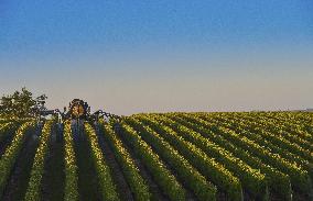Illustration - Vin Gironde