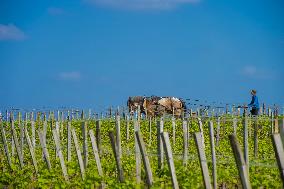 Illustration - Vin Gironde
