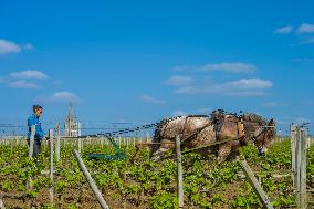 Illustration - Vin Gironde