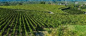 Illustration - Vin Gironde