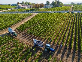 Illustration - Vin Gironde