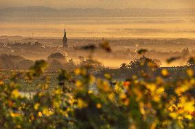 Illustration - Vin Alsace