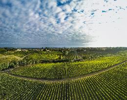 Illustration - Vin Gironde