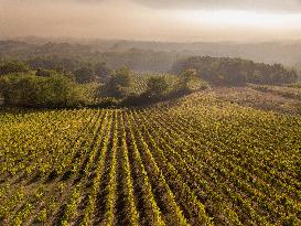 Illustration - Vin Gironde
