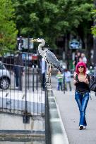 Illustration - Paris