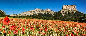 Illustration - The Alps in Summer