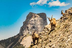 Illustration - The Alps in Summer