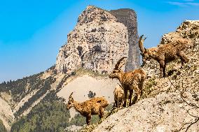 Illustration - The Alps in Summer