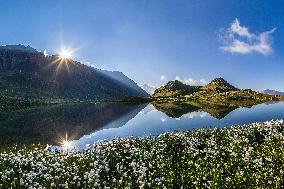 Illustration - The Alps in Summer