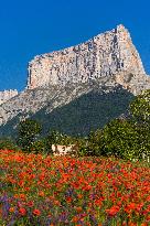 Illustration - The Alps in Summer