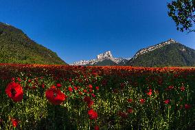 Illustration - The Alps in Summer