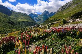 Illustration - The Alps in Summer