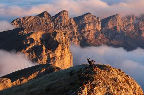 Illustration - The Alps in Summer