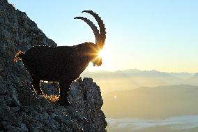 Illustration - The Alps in Summer