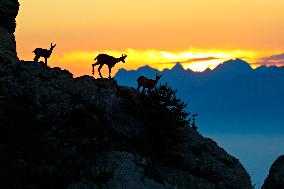 Illustration - The Alps in Summer