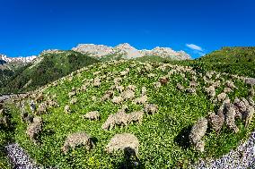 Illustration - The Alps in Summer