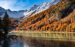 Illustration - The Alps in Summer