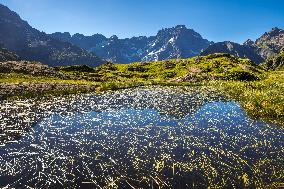 Illustration - The Alps in Summer
