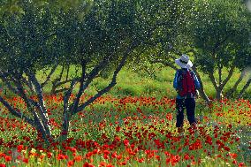 Illustration - Provence