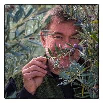 Illustration - Provence