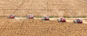 Wheat Harvest in Suqian