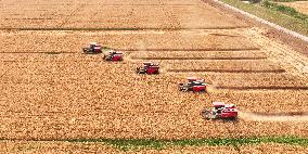 Wheat Harvest in Suqian