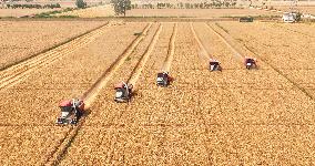 Wheat Harvest in Suqian