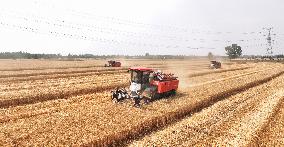 Wheat Harvest in Suqian