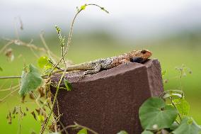 Oriental Garden Lizard on Ajmer Fence - India