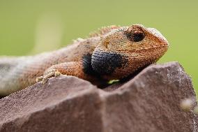 Oriental Garden Lizard on Ajmer Fence - India