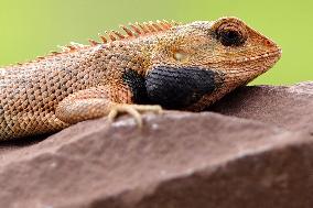 Oriental Garden Lizard on Ajmer Fence - India
