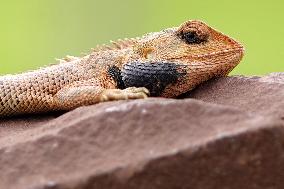 Oriental Garden Lizard on Ajmer Fence - India