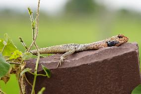 Oriental Garden Lizard on Ajmer Fence - India