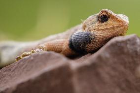 Oriental Garden Lizard on Ajmer Fence - India