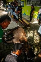 Sacrifices During Eid al-Adha Celebrations in Medan