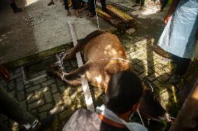 Sacrifices During Eid al-Adha Celebrations in Medan