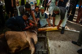 Sacrifices During Eid al-Adha Celebrations in Medan