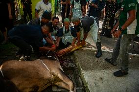 Sacrifices During Eid al-Adha Celebrations in Medan